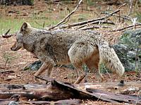 FAUNE 4 (18).JPG